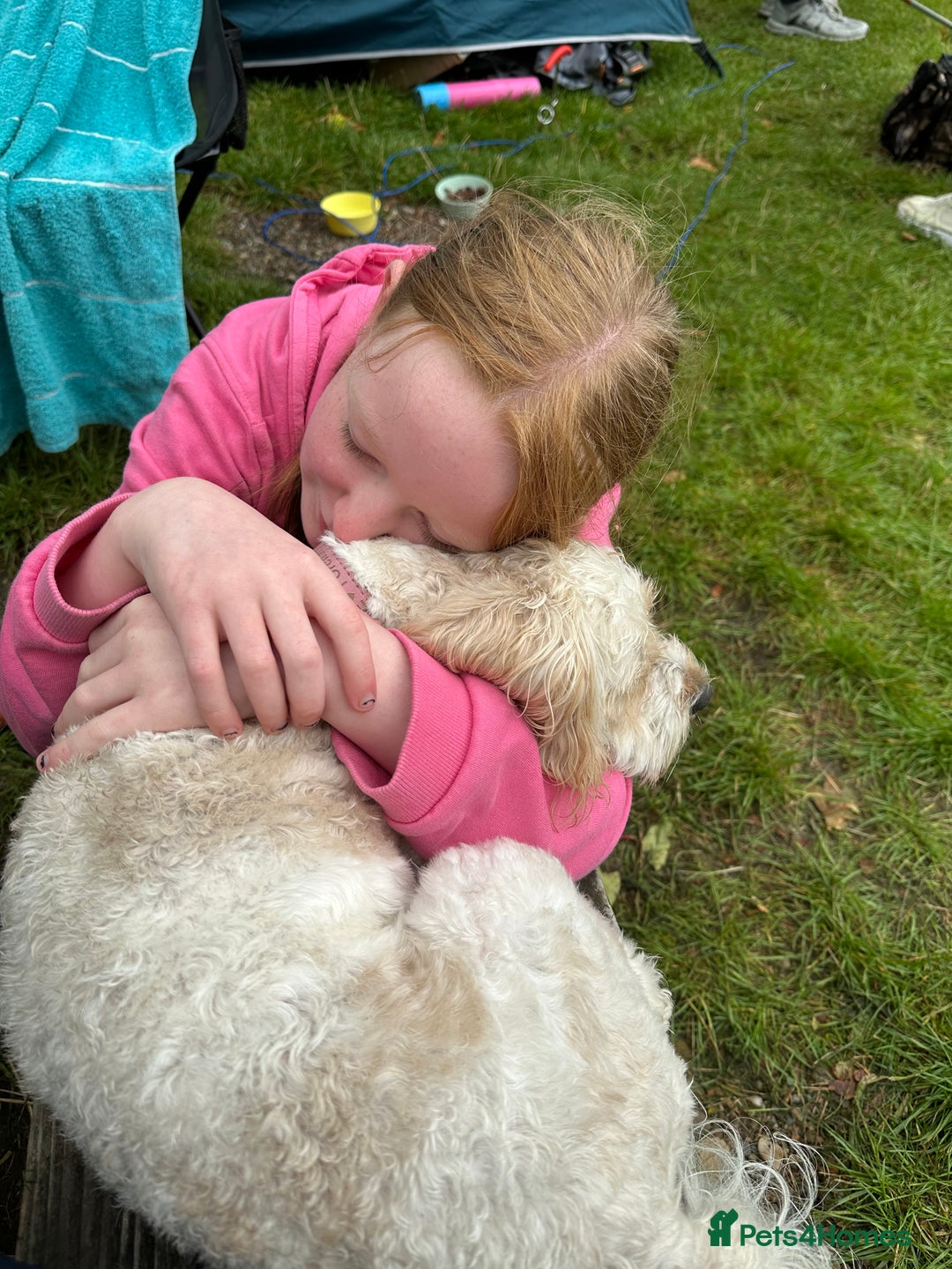 Cavapoo dogs for sale: F1b cavapoos- Red, apricot and white, collect16/12 - Image 9