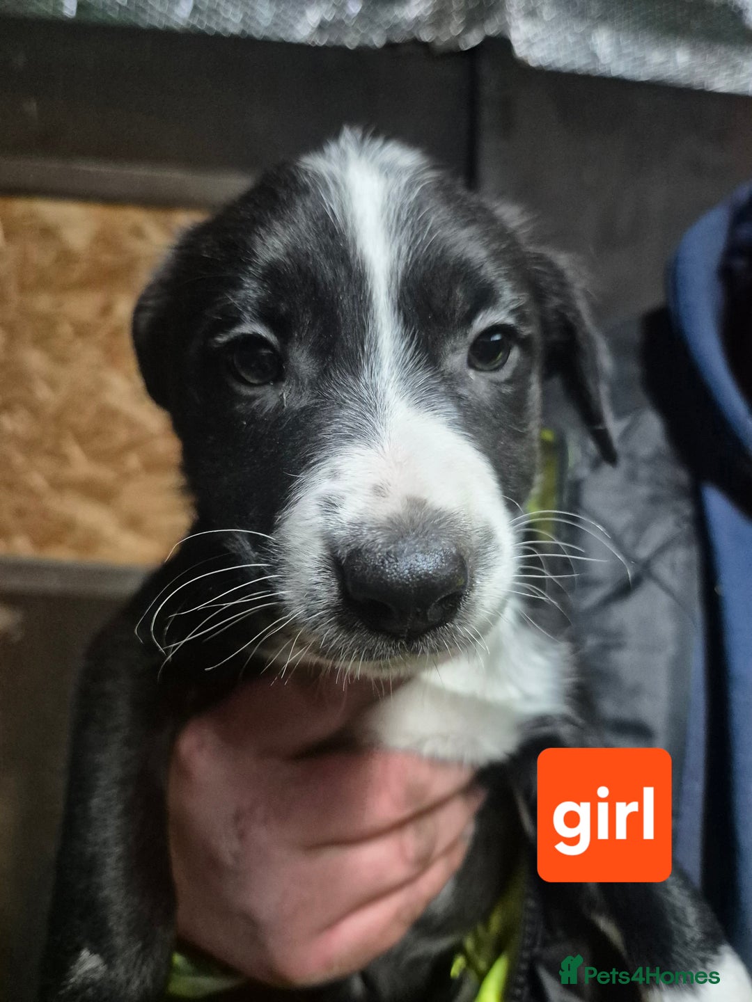 Border Collie dogs for sale: Beautiful border collie pups needing homes - Advert 10