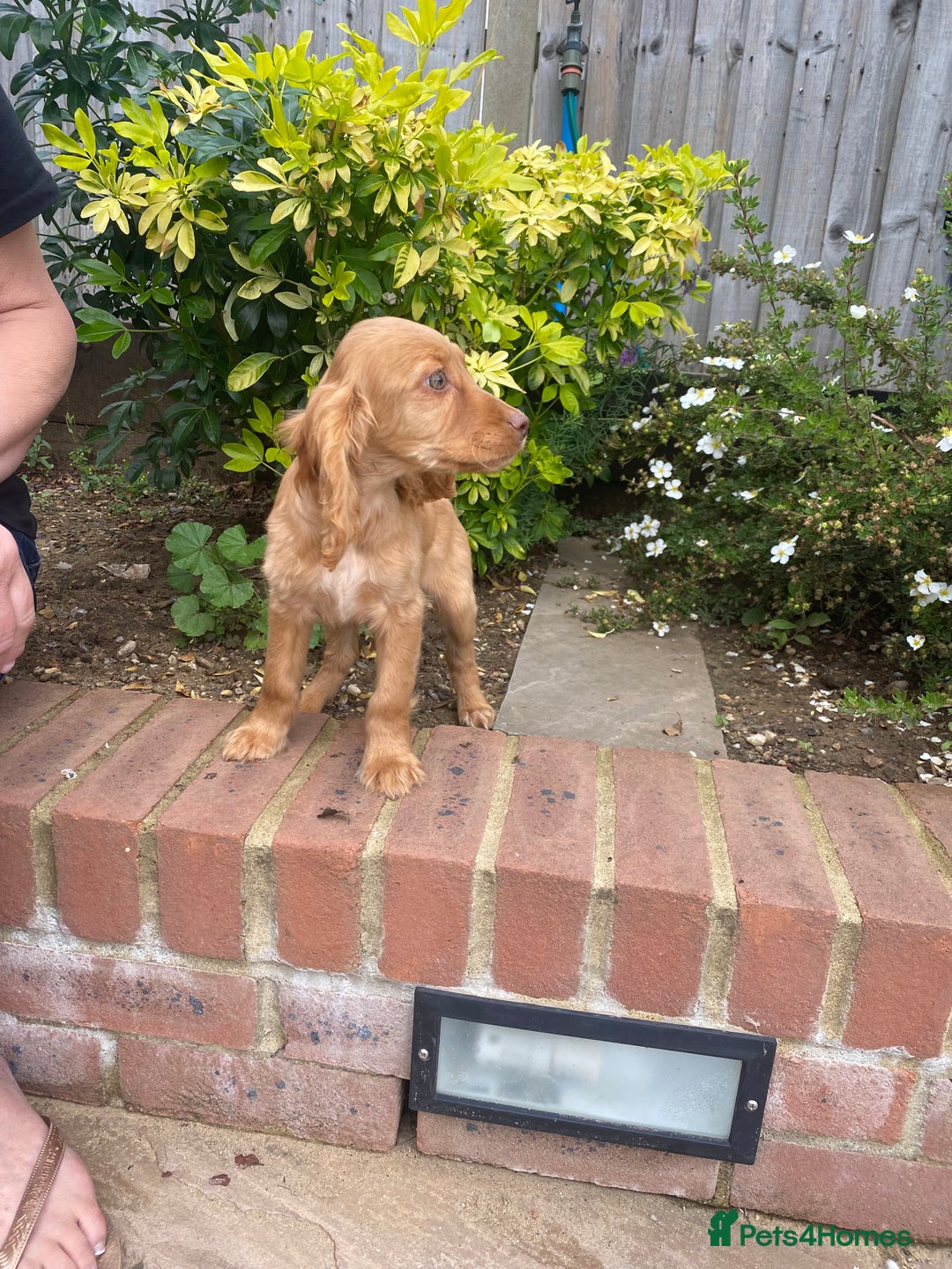 Cocker Spaniel dogs for sale: Gorgeous Adorable Golden Type Cocker  Spaniel  - Image 28