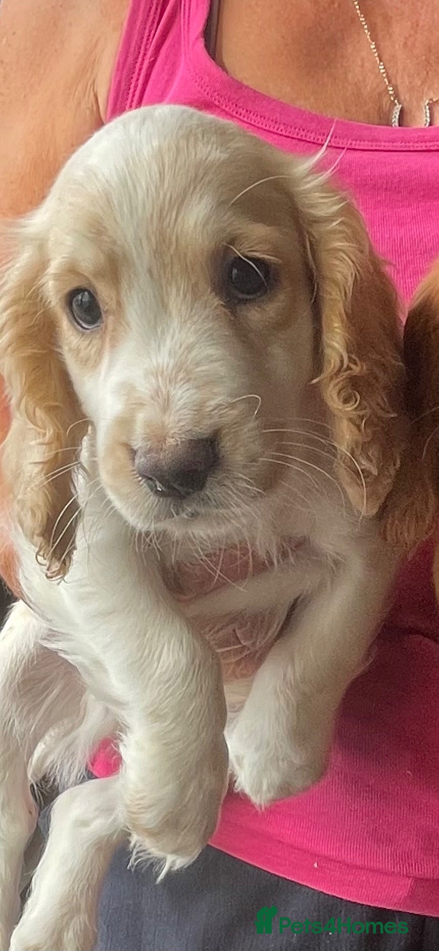 Cocker Spaniel dogs COCKER SPANIEL PUPS - Advert 2