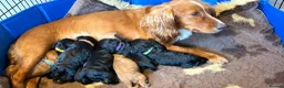 Cockapoo dogs for sale: Last girl 🍊  collar 😊💖 F1 cockapoos - Advert 6