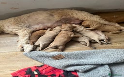 Mixed Breed dogs for sale: Multi generational goldendoodle puppies - Image 13