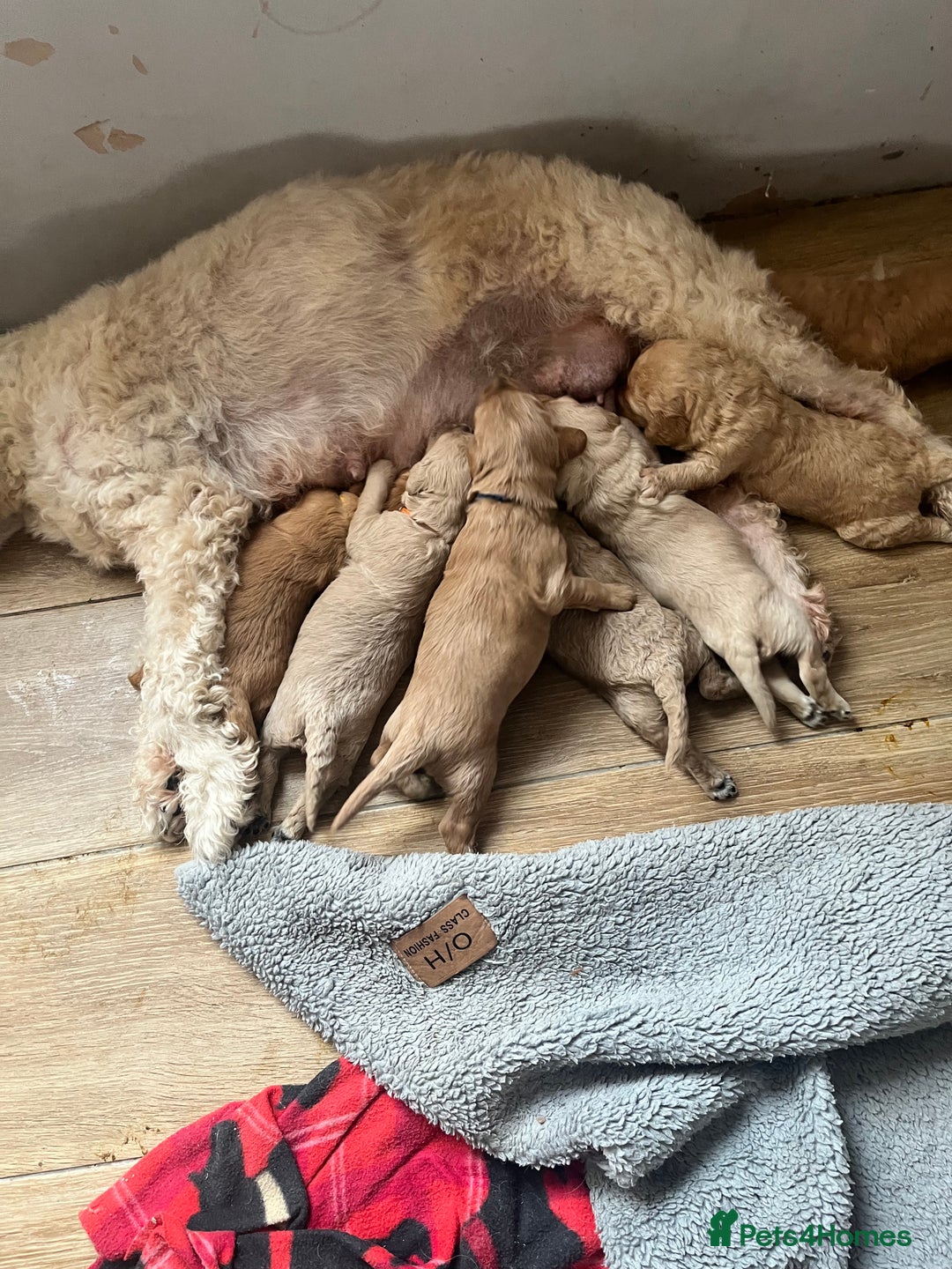 Mixed Breed dogs for sale: Multi generational goldendoodle puppies - Image 13