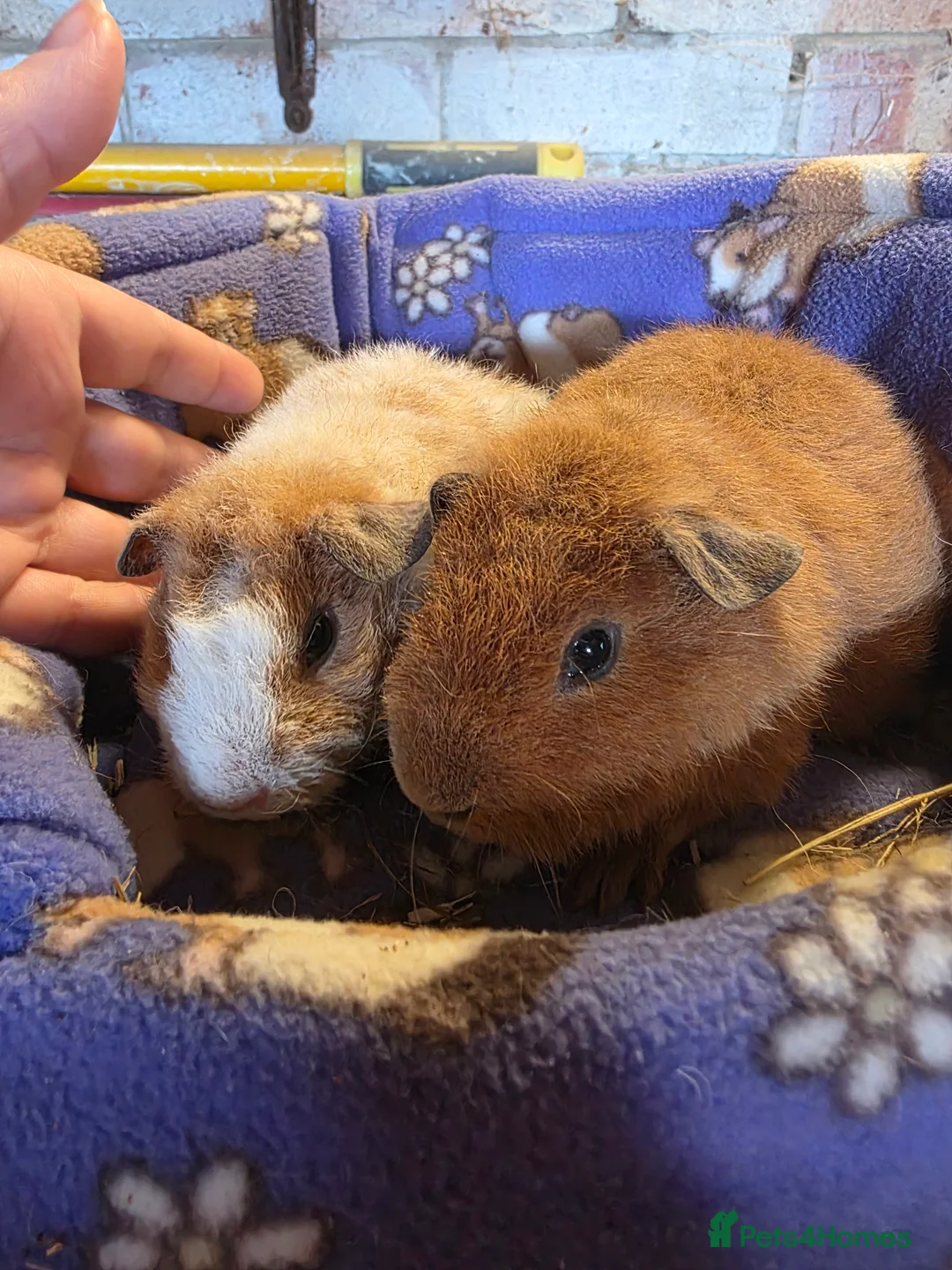 Guinea Pig rodents for sale: Male Teddy guniea pigs for sale Uxbridge  - Advert 3