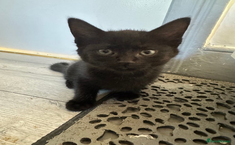 Domestic Shorthair cats - Advert 12