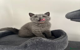 British Shorthair cats for sale: Chunky British Shorthair Kittens in Braintree - Image 24