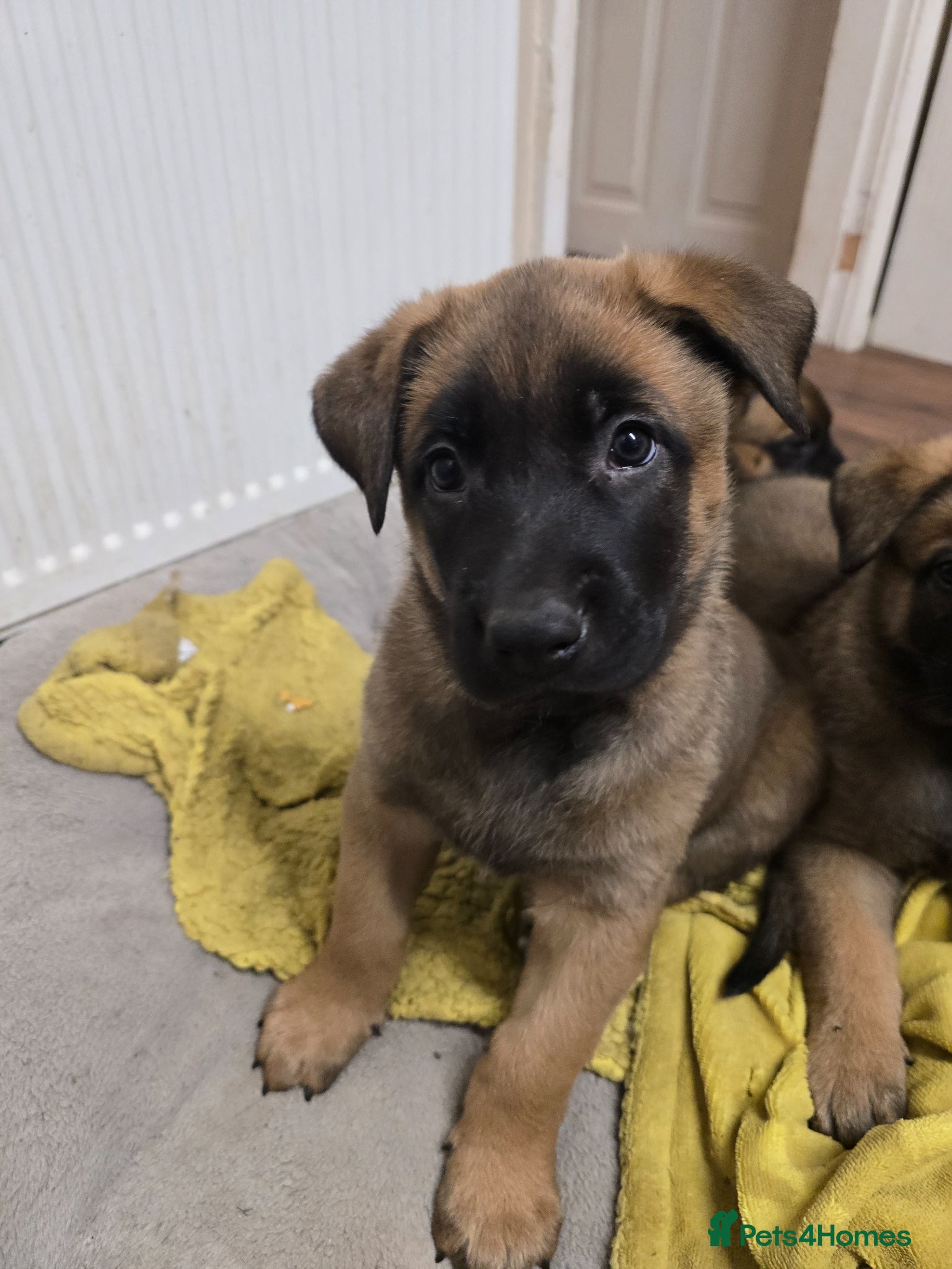 Belgian Shepherd Dog dogs Belgian Malinois Puppies for Sale (Working Line) - Advert 1