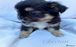 Chihuahua dogs for sale: KC long coat quality chihuahua Licensed breeder - Image 12