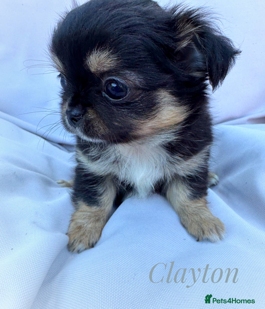 Chihuahua dogs for sale: KC long coat quality chihuahua Licensed breeder - Image 12