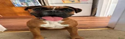 Boxer dogs for sale: Boxer Female  - Advert 2