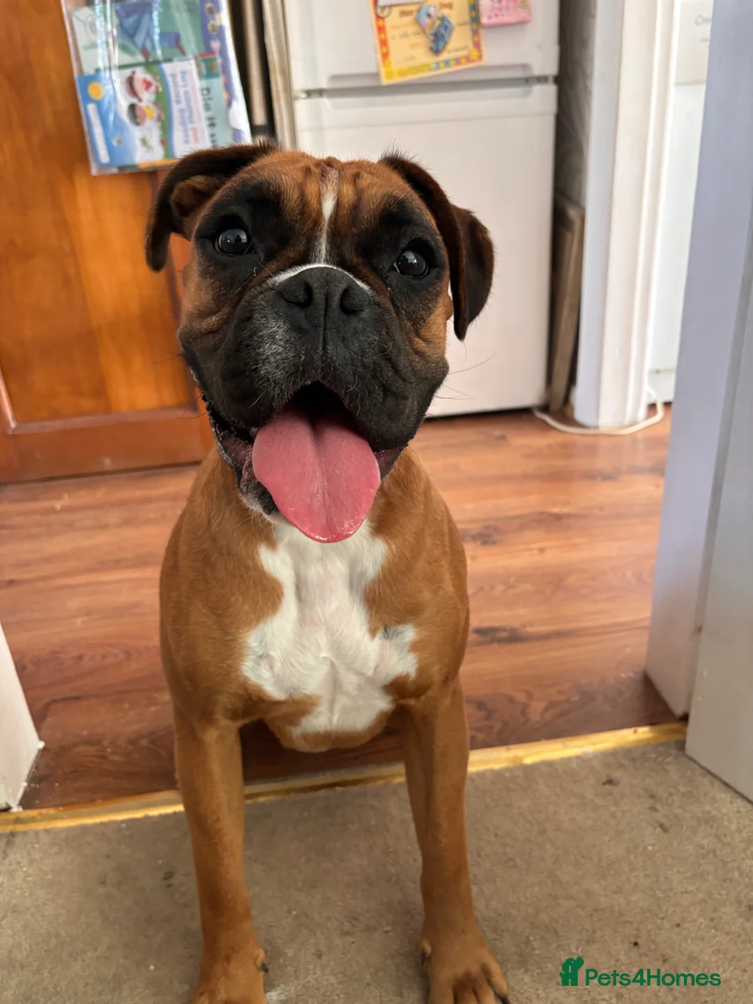 Boxer dogs for sale: Boxer Female  - Advert 2