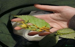 Stick Insects invertebrates for sale: Macleays spectre stick insect eggs  - Image 5