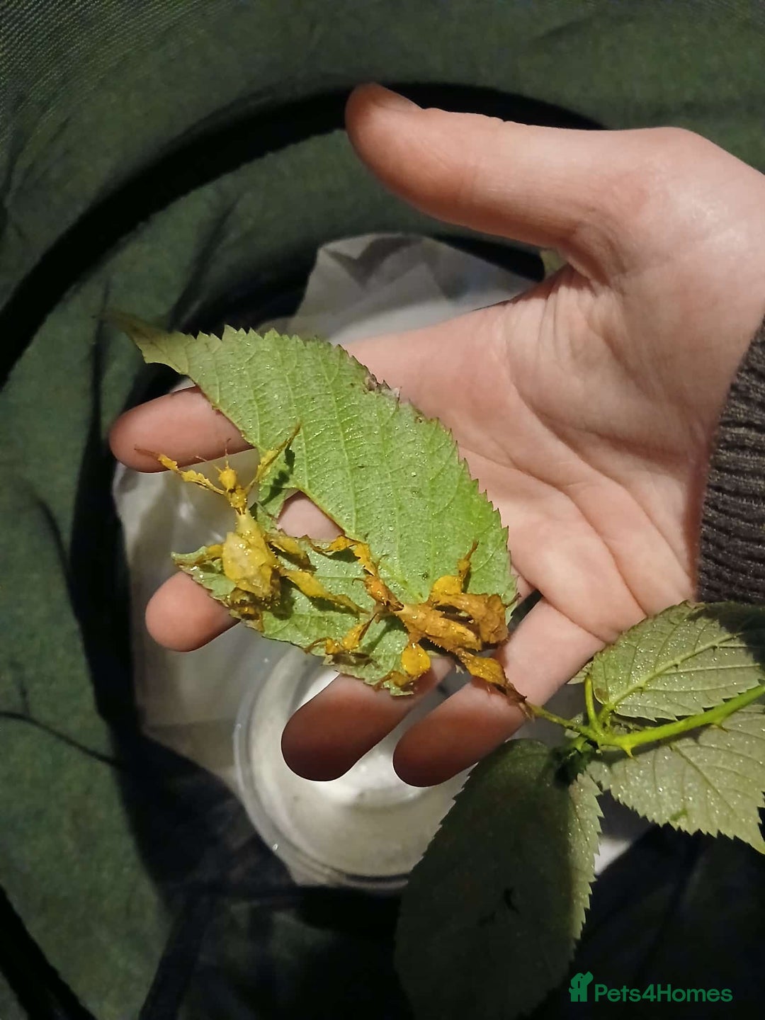 Stick Insects invertebrates for sale: Macleays spectre stick insect eggs  - Image 5
