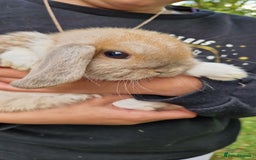 Mini Lop rabbits for sale: 4x Mini Lop Female Bunnies - Image 7