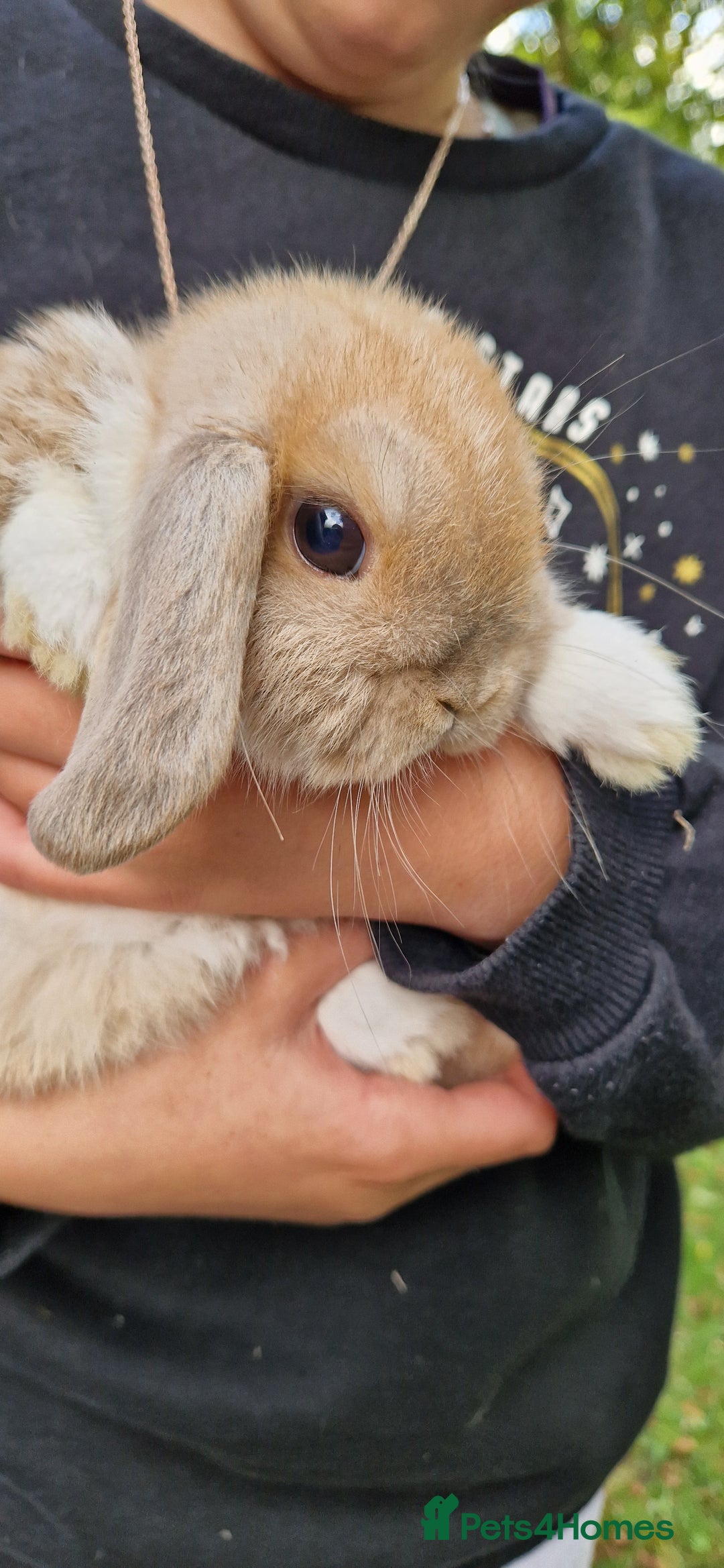 Mini Lop rabbits for sale: 4x Mini Lop Female Bunnies - Image 7