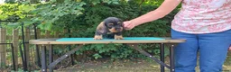 Dachshund dogs for sale: Standard Wirehaired Dachshund - Advert 16