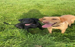 Mixed Breed dogs for sale: Gorgeous sprockador puppies for sale  - Image 3
