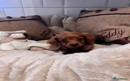 Cavapoo dogs for sale: STANLEY 🎀 - Image 5