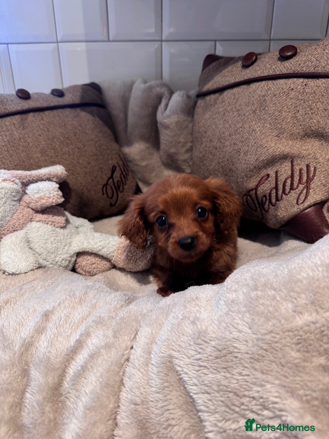 Cavapoo dogs for sale: STANLEY 🎀 - Image 5