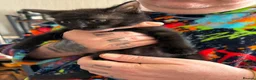 Mixed Breed cats for sale: 3 kittens available now - Advert 2