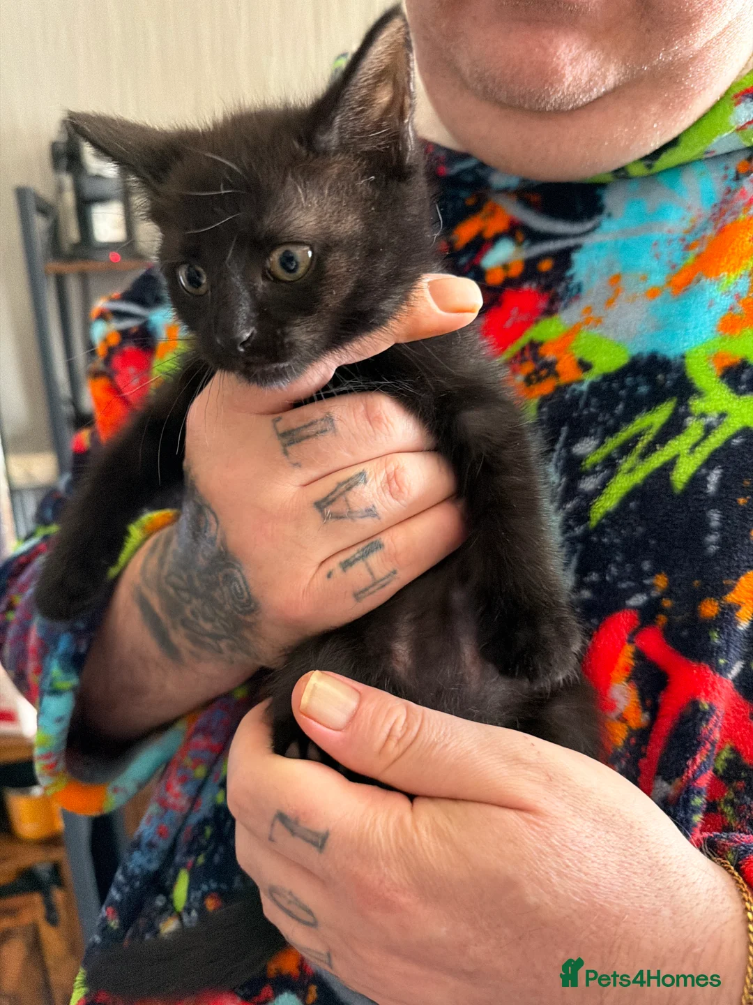 Mixed Breed cats for sale: 3 kittens available now - Advert 2