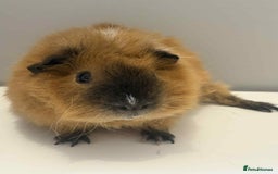 Guinea Pig rodents for sale: 2x male Guniea pig  - Advert 4
