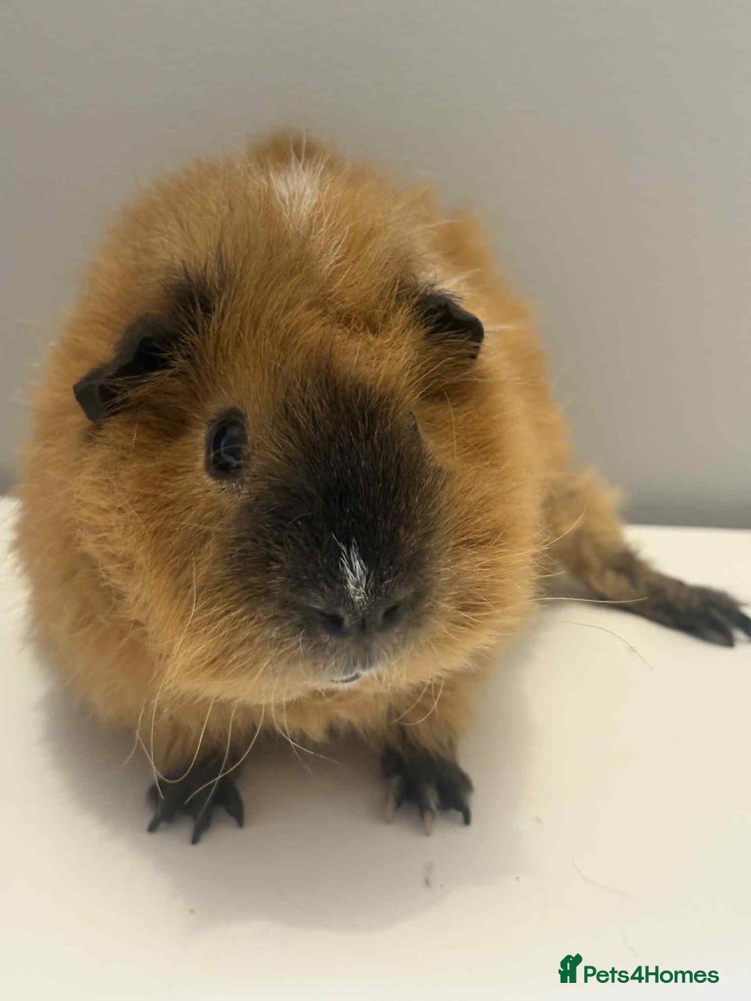 Guinea Pig rodents for sale: 2x male Guniea pig  - Advert 4