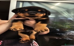 Rottweiler dogs for sale: Superb litter of dual purpose Rottweiler puppies. - Image 17