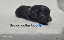 Cavapoo dogs for sale: Stunning litter of cavapoos - Image 25