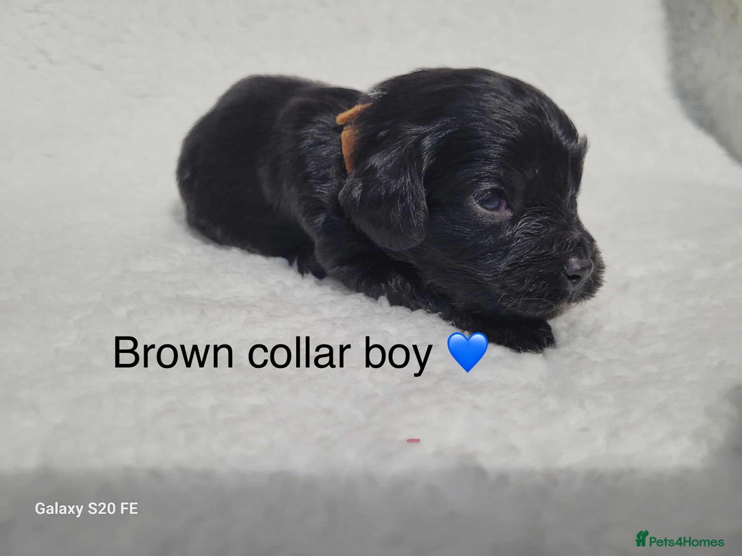Cavapoo dogs for sale: Stunning litter of cavapoos - Image 25