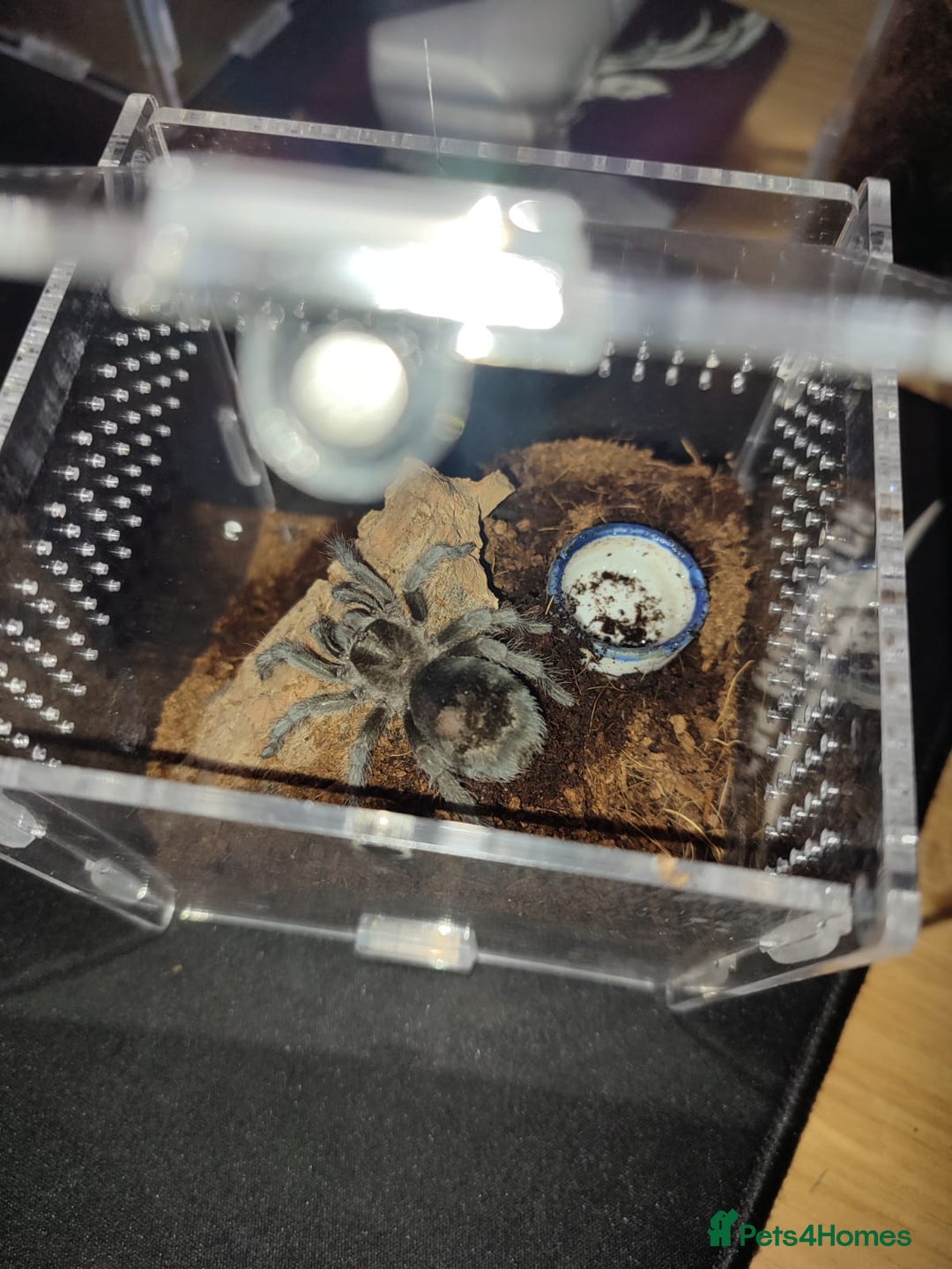 Tarantulas invertebrates for sale: Tarantulas For SALE! - Image 2