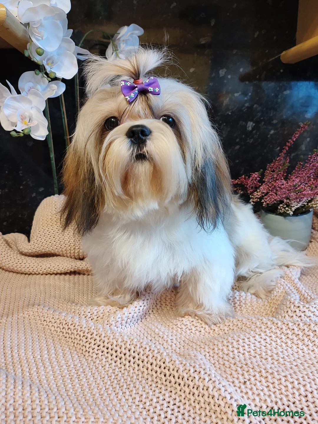 Shih Tzu dogs for sale: Beautiful Shih Tzu Puppies – Raised With Love - Advert 23