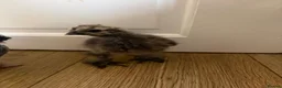 Chickens poultry for sale: Baby chicks in Manchester - Advert 2
