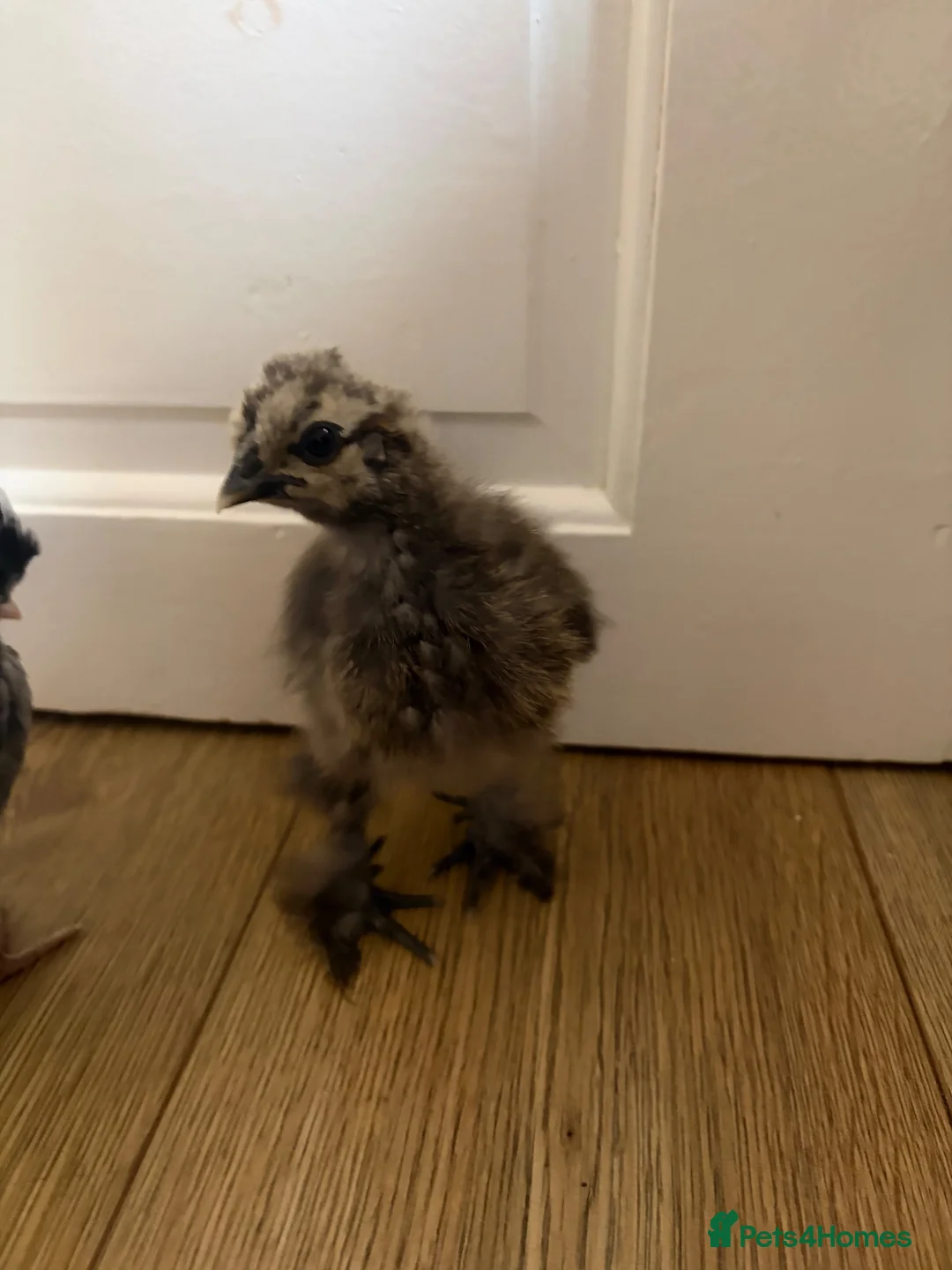 Chickens poultry for sale: Baby chicks in Manchester - Advert 2