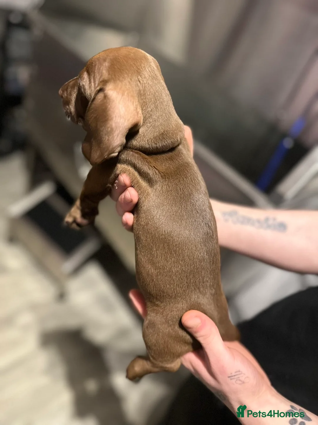 Miniature Dachshund dogs for sale: Miniature dachshund  - Advert 6