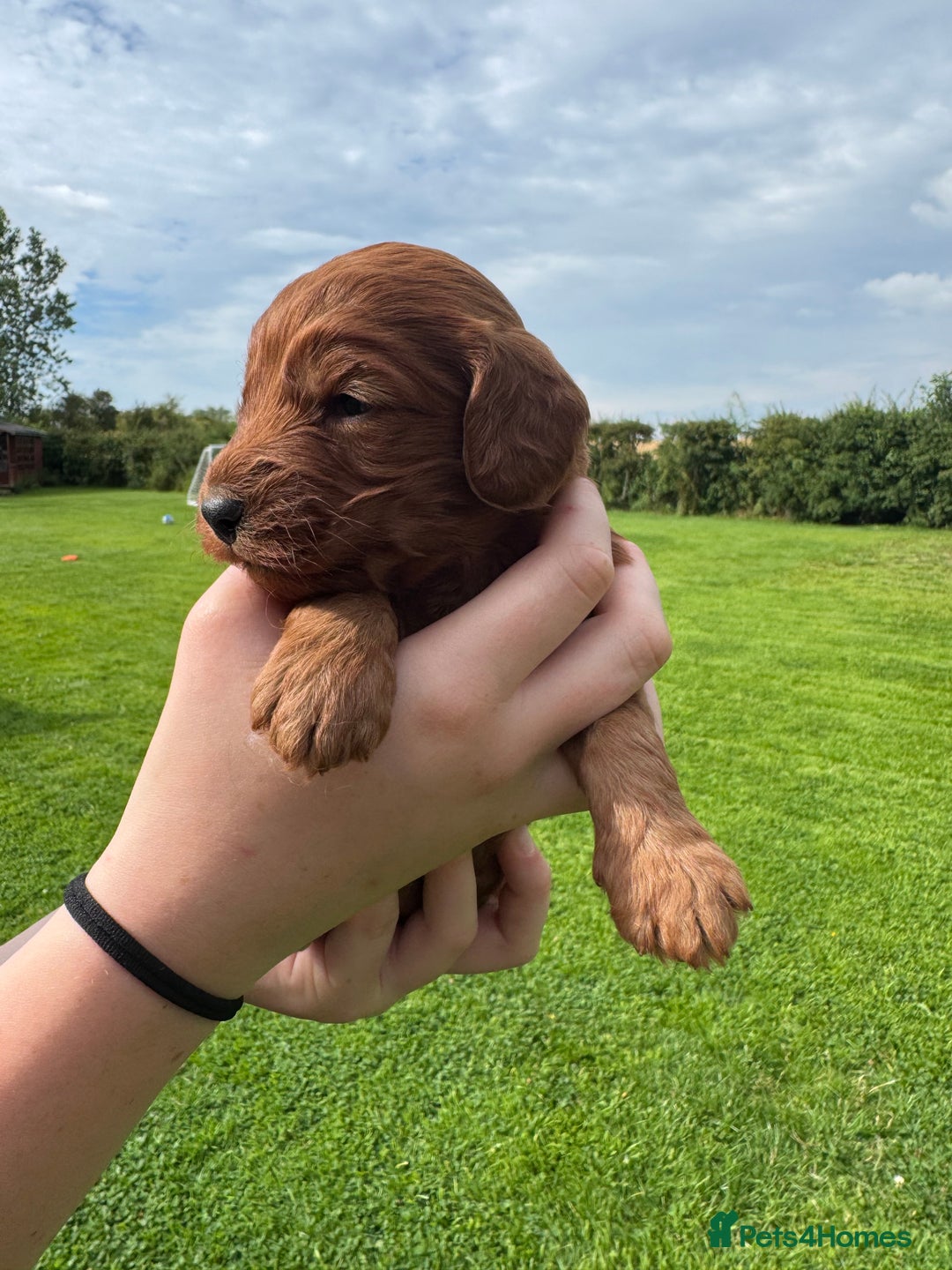 Cockapoo dogs for sale: Fox Red Super Quality Cockapoos - Image 6