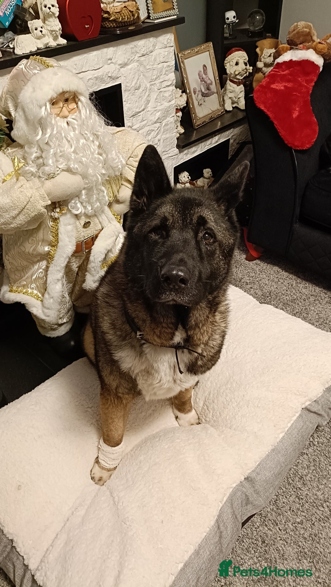 Akita dogs for sale: Loving home required  - Advert 2