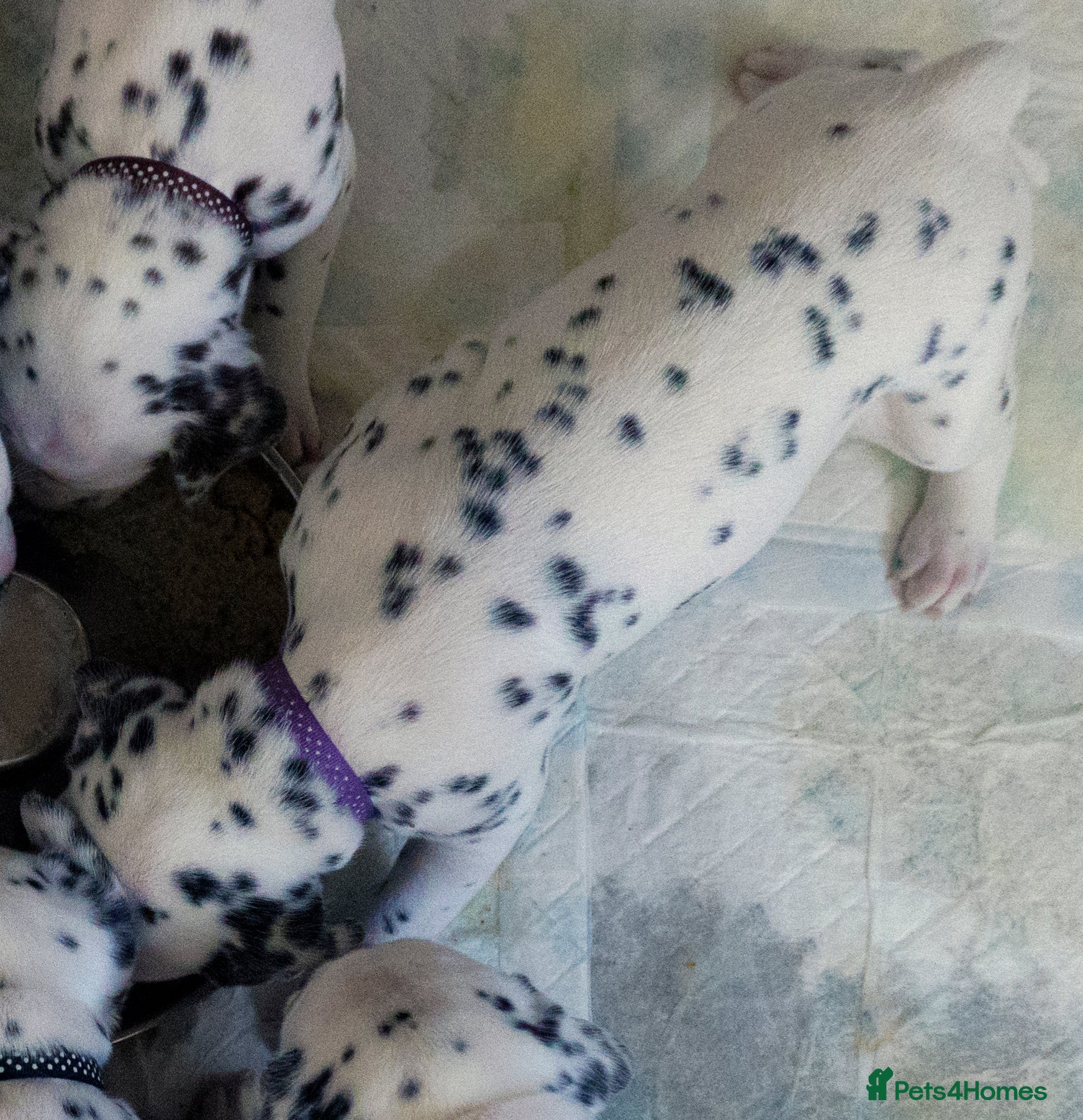 Dalmatian dogs KC Show Quality Rare LUA Dalmatian Puppies - Advert 2