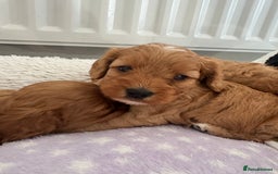 Cavapoo dogs for sale: Extensively health tested F1 Cavapoos  - Image 10