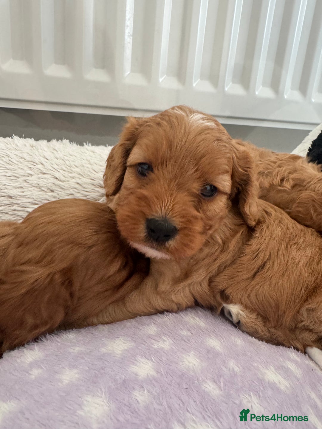 Cavapoo dogs for sale: Extensively health tested F1 Cavapoos  - Image 10
