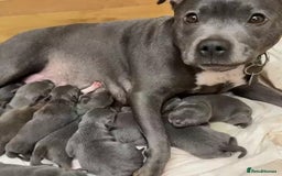 Staffordshire Bull Terrier dogs for sale: Pure English blue Staffy M/F s - Advert 10