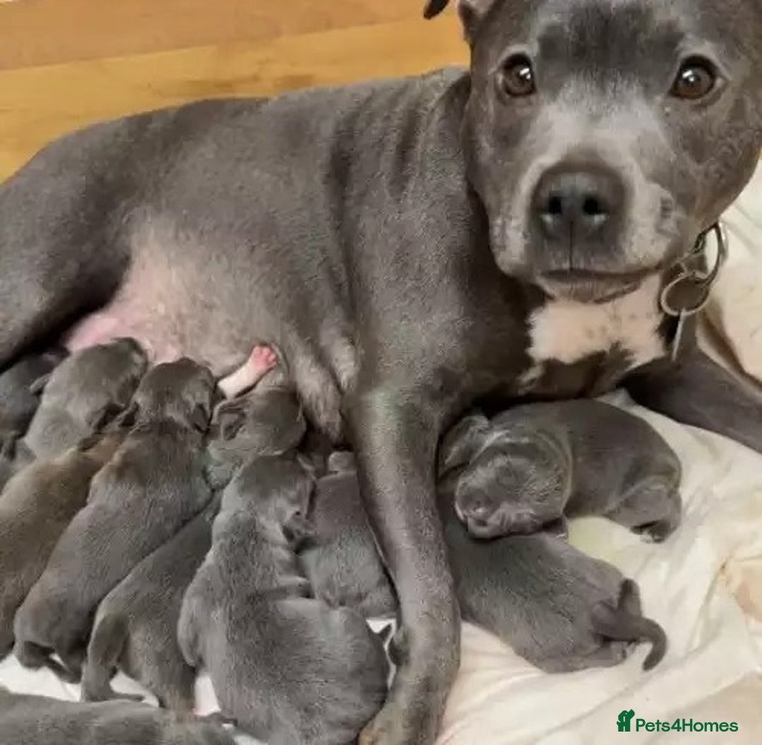 Staffordshire Bull Terrier dogs for sale: Pure English blue Staffy M/F s - Advert 10