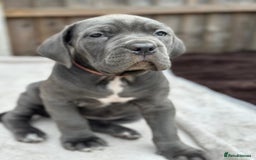 Cane Corso dogs for sale:  Pure breed Cane Corso  Puppies Looking for Homes  - Image 22