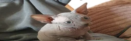 Sphynx cats for sale: Beutiful sphynx Kittens  - Advert 4