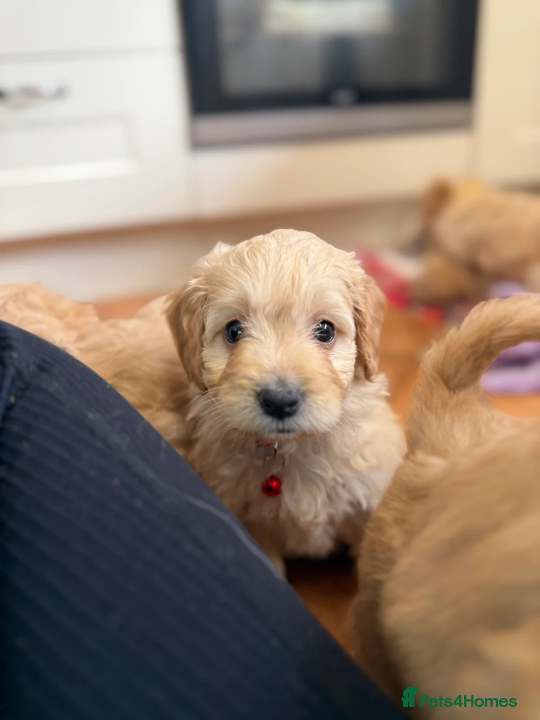 Cockapoo dogs for sale: Beautiful Health Tested Cockapoo Puppies - Advert 18