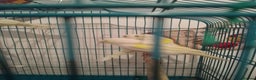 Canaries birds for sale: Yellow mosaic canaries for sale  - Advert 8