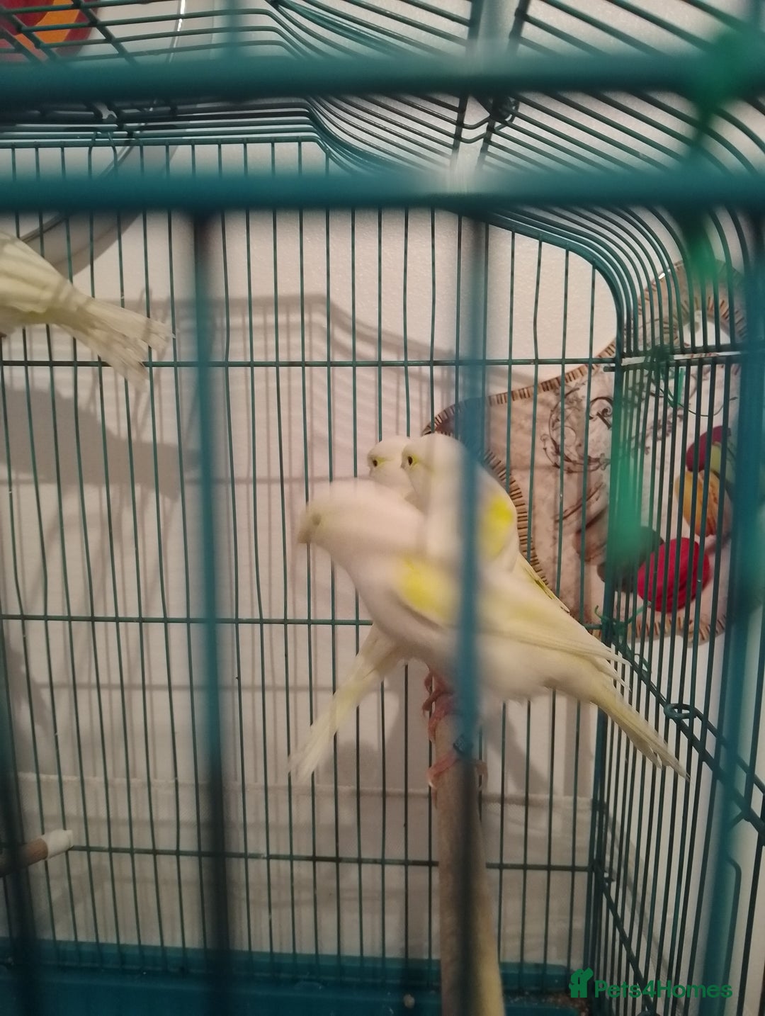 Canaries birds for sale: Yellow mosaic canaries for sale  - Advert 8