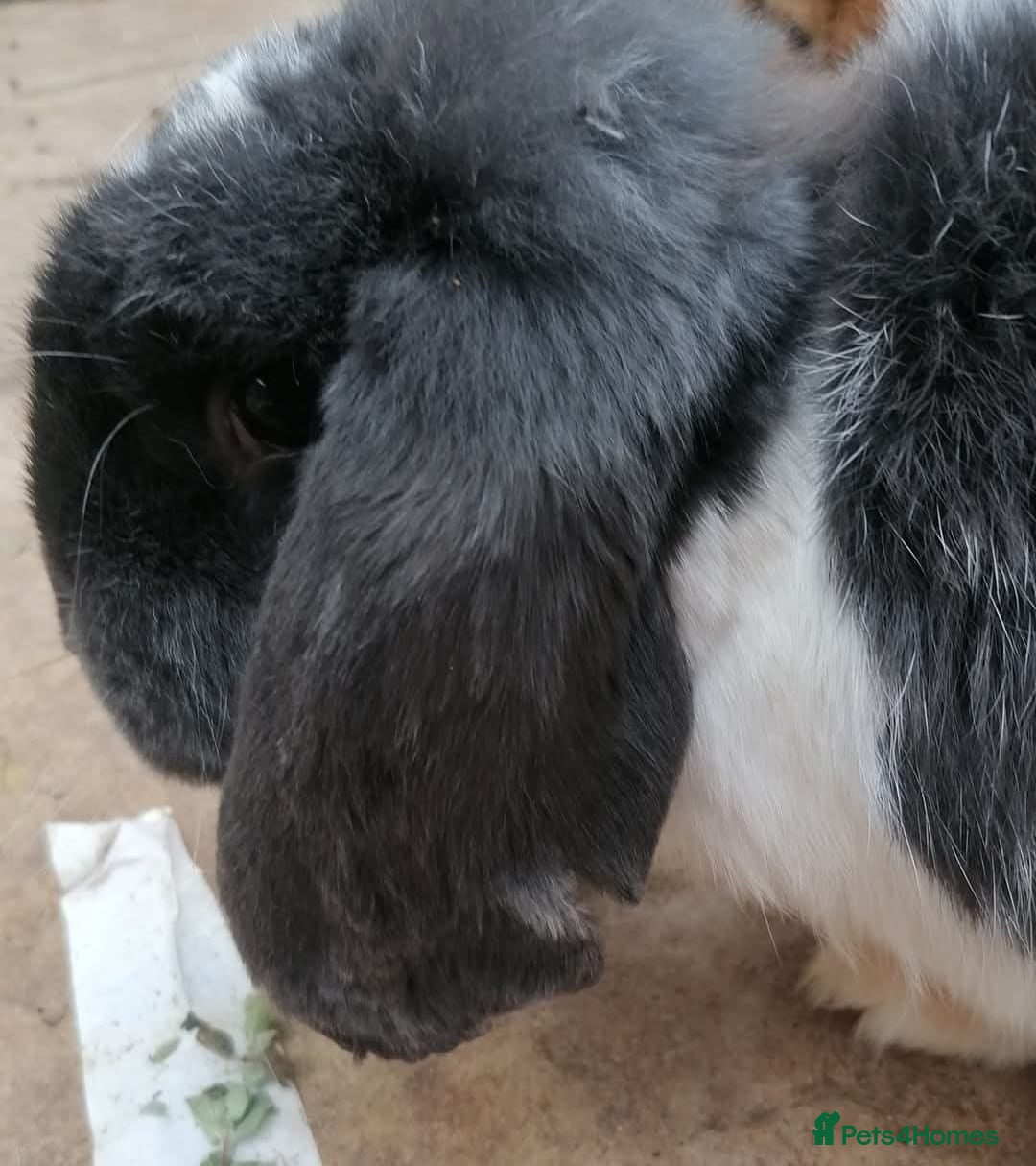 Mini Lop rabbits for sale: 🐰For Adoption Rocket is Looking Forever Home 🚀💚 - Image 2