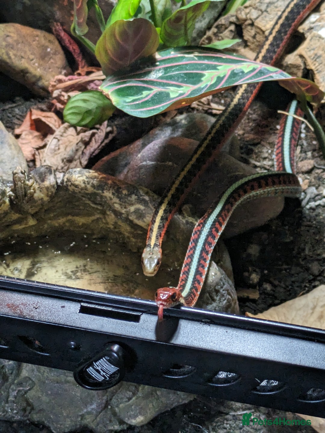 Garter Snake reptiles for sale: 2 Garter snakes, inc. terrarium and heat lamp - Advert 1