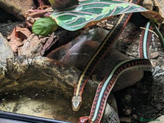 Garter Snake reptiles 2 Garter snakes, inc. terrarium and heat lamp - Advert 1